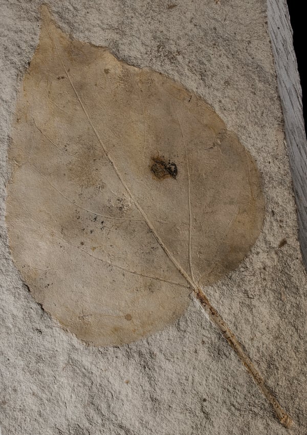 Populus palaeomelas SAPORTA (feuille)  © MNHN