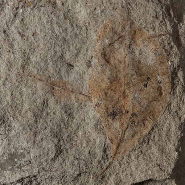 Rhus palaeocotinus SAPORTA, 1865 (feuille) © MNHN