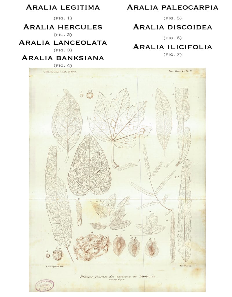 Planche IX, 1865. G. de Saporta 
