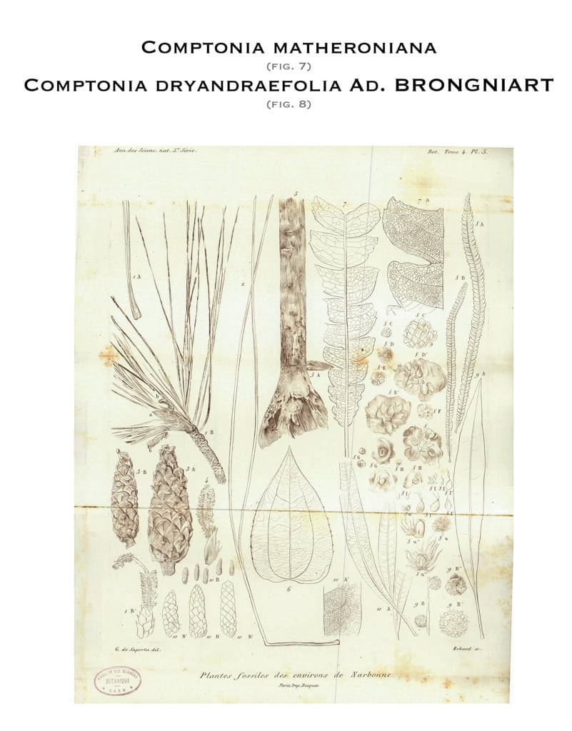 Planche V, 1865. G. de Saporta 