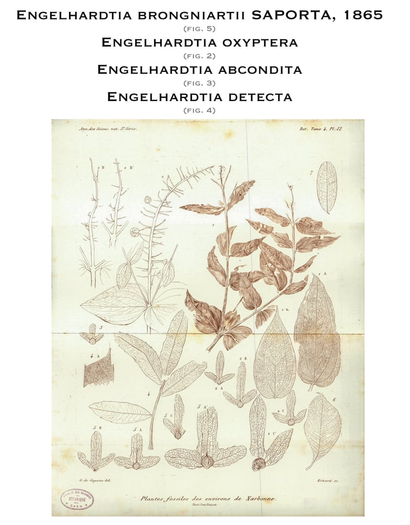 Planche XII, 1865. G. de Saporta 