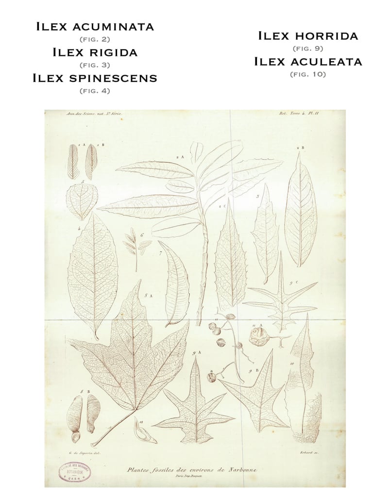 Planche XI, 1865. G. de Saporta 