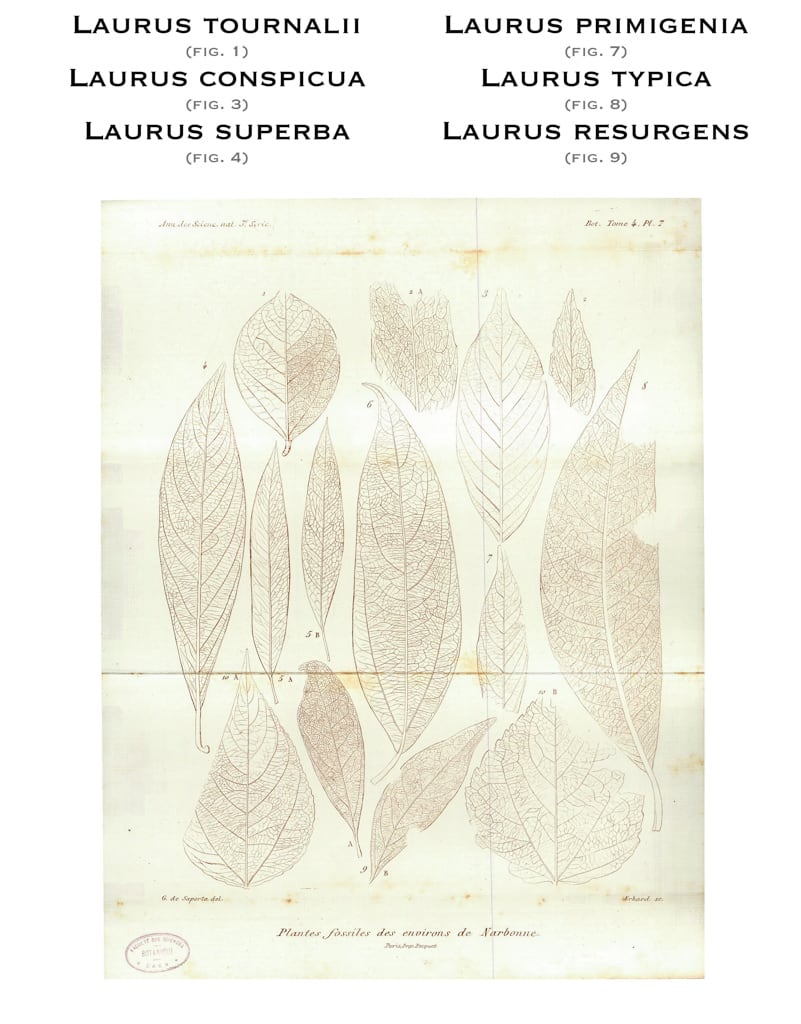 Planche VII, 1865. G. de Saporta 