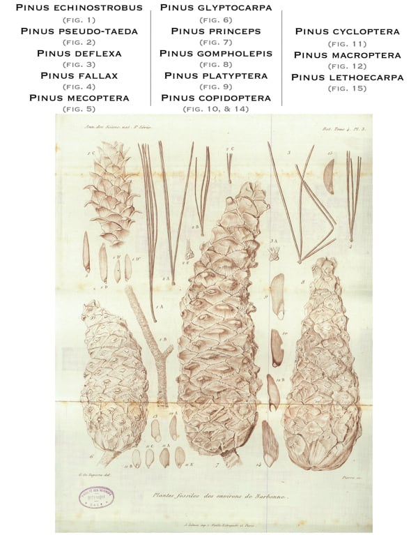 Planche III, 1865.  G. de Saporta © BNF