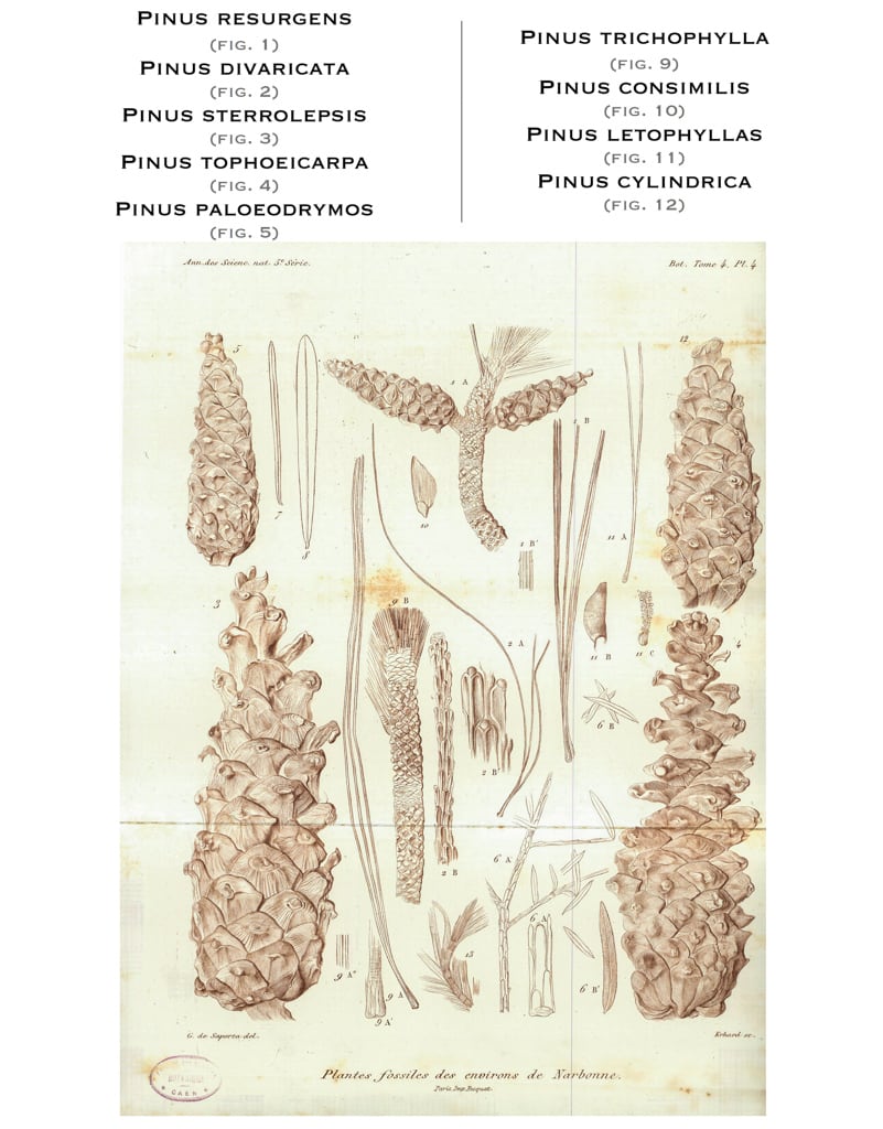Planche IV, 1865. G. de Saporta 