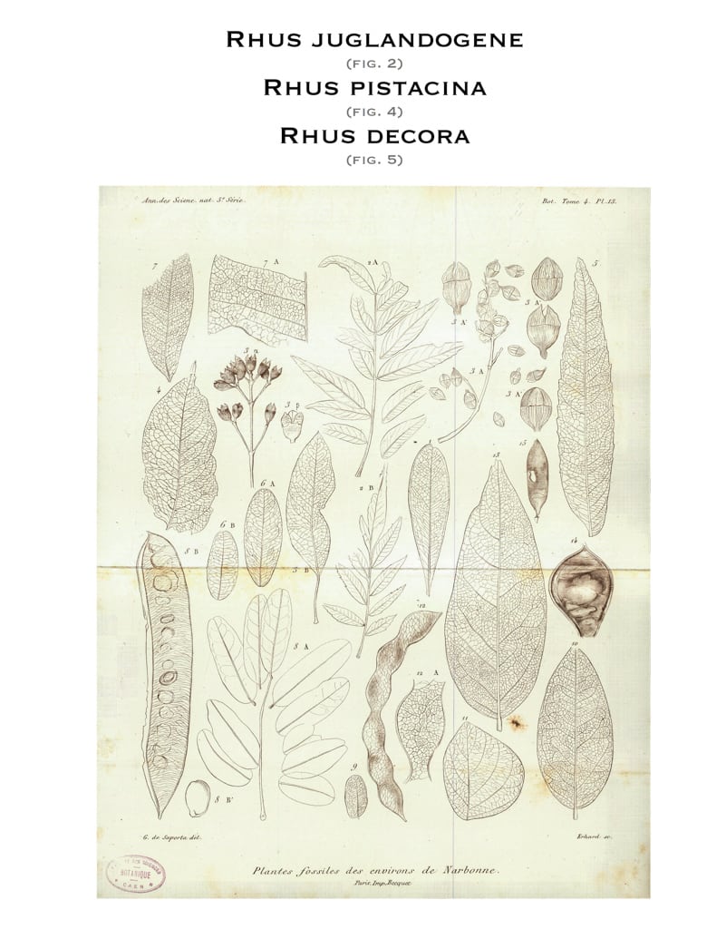 Planche XIII, 1865. G. de Saporta 
