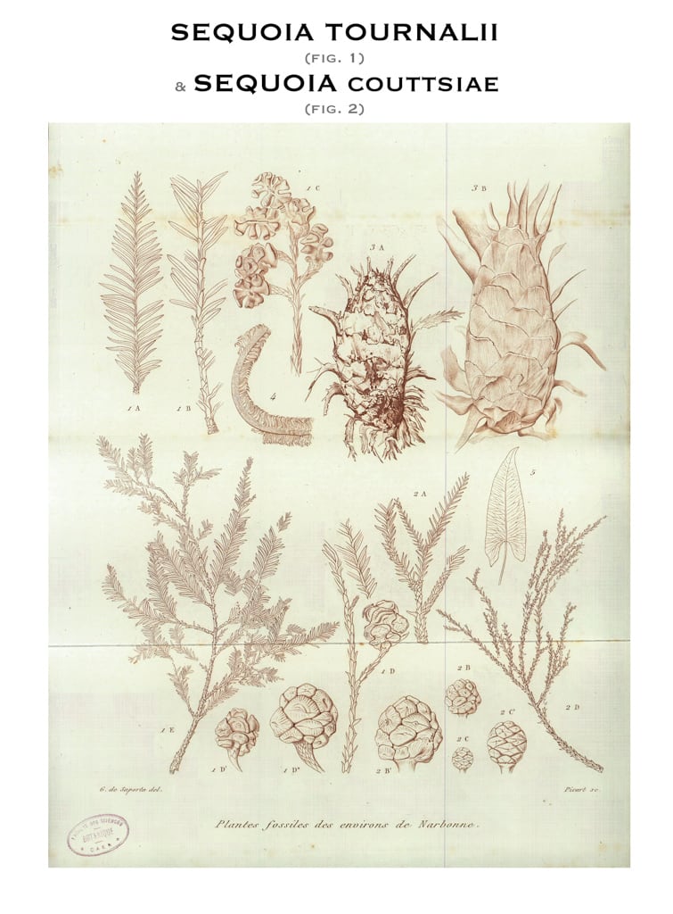 Planche II, 1865. G. de Saporta 