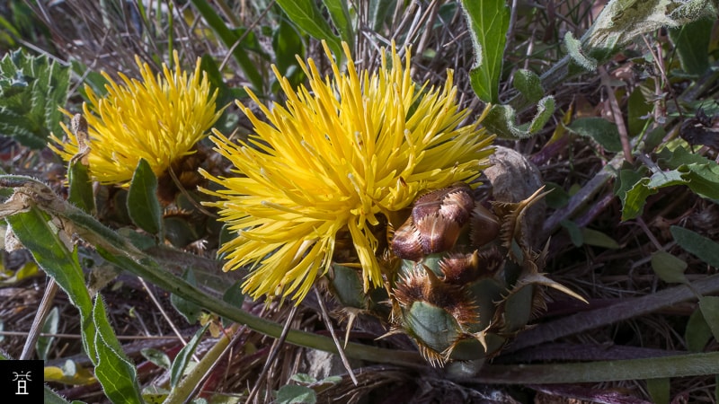 Centaurea acaulis en Avril (station A1)