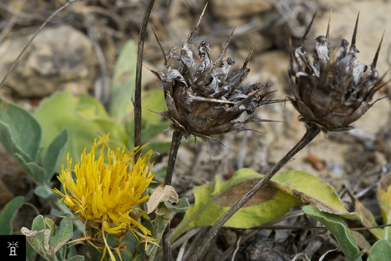 Centaurea acaulis en Avril (station A2)