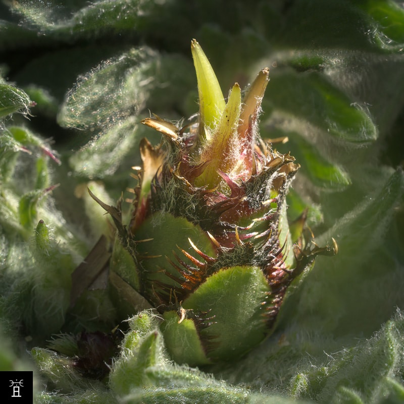 Centaurée acaule station A1