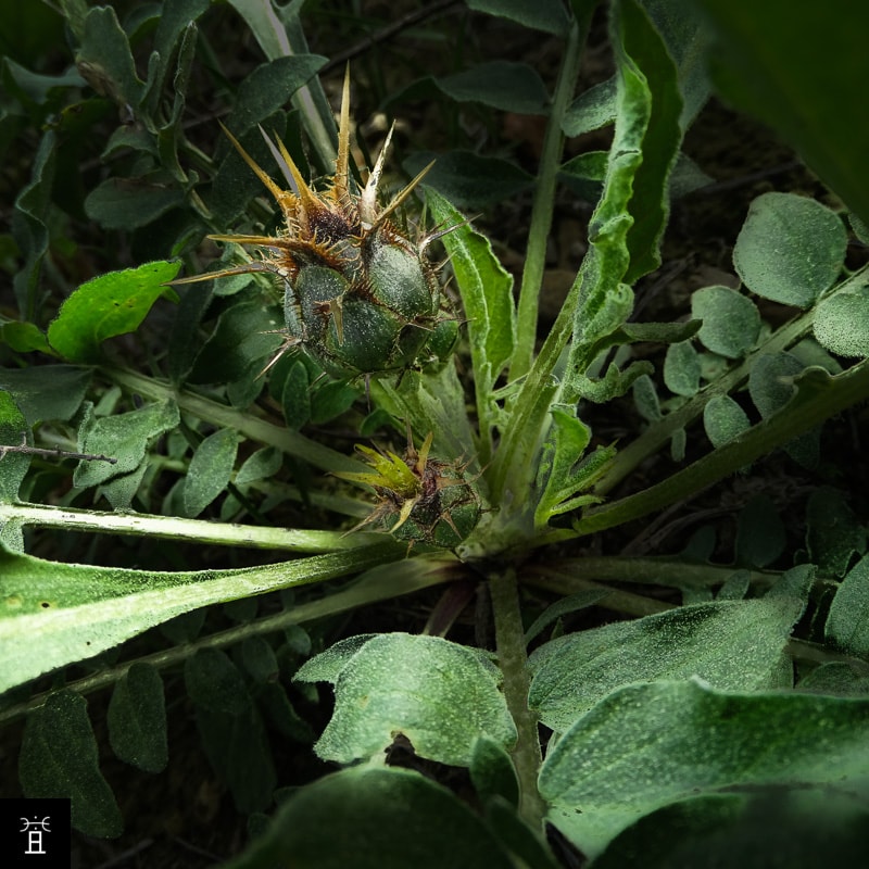 Centaurée acaule station A2