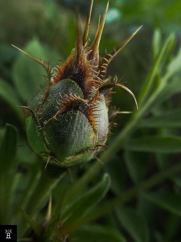 Centaurée acaule station A2