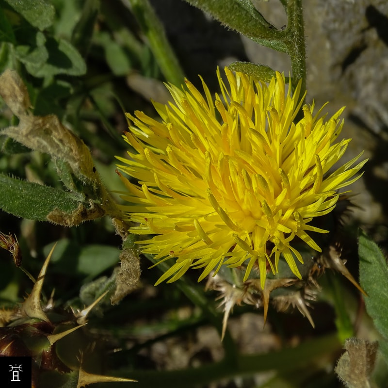 Centaur&eacute;e acaule station A1