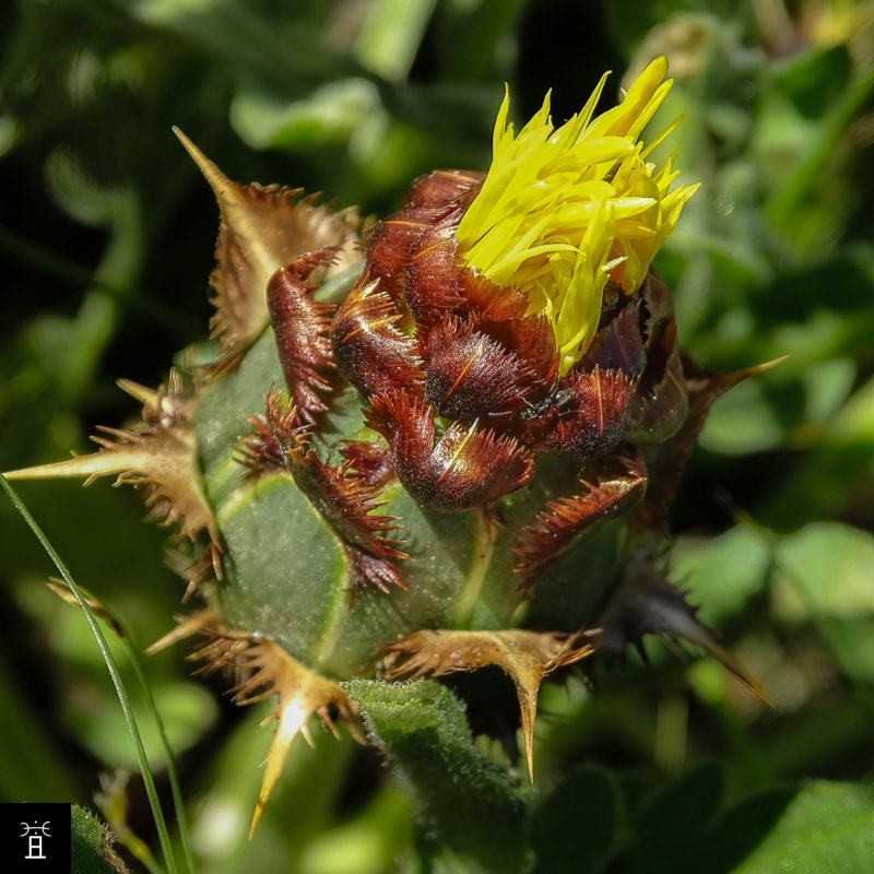 Centaur&eacute;e acaule station A1