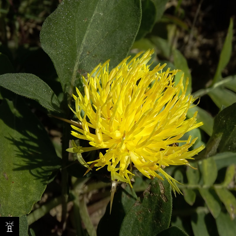 Centaur&eacute;e acaule station A2