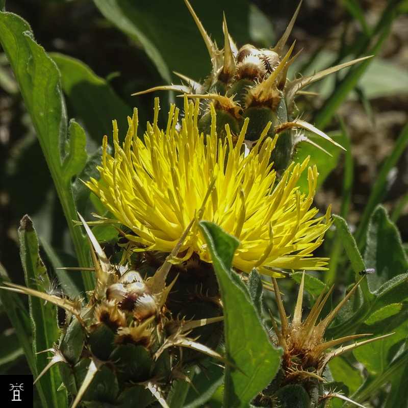 Centaur&eacute;e acaule station A2