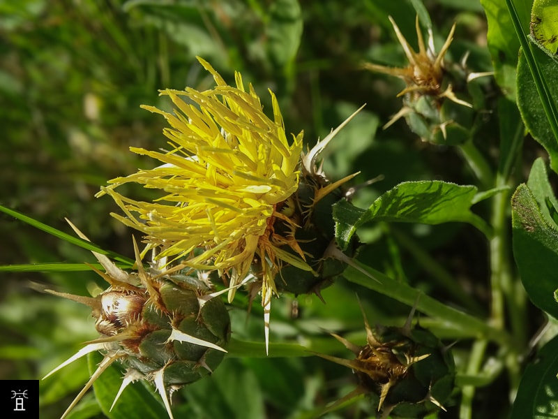 Centaur&eacute;e acaule station A2