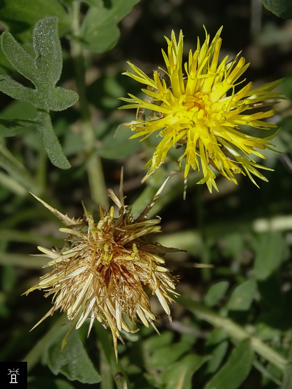 Centaur&eacute;e acaule station A2