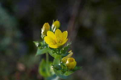 blackstonia perfoliata | Décembre 