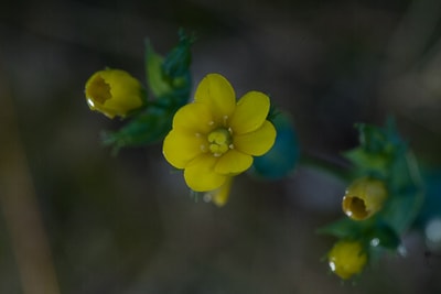 blackstonia perfoliata | Décembre 