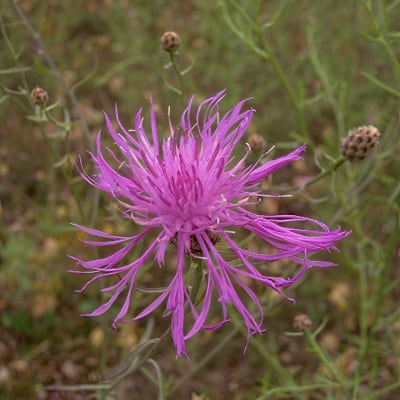 Centaurea <i>maculosa</i> Lam. [1785], © Mélie Portal, Licence
	<a href='http://www.tela-botanica.org/page:licence' target='_blank'>CC-BY-SA 2.0 FR</a>