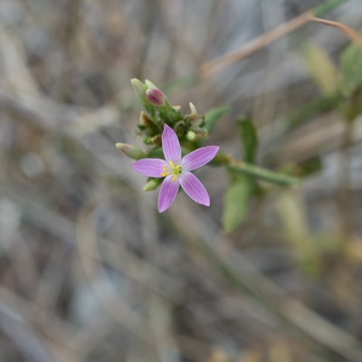 Centaurium tenuiflorum | Juillet 