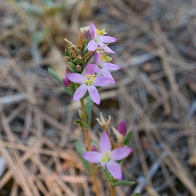 Centaurium tenuiflorum | Juillet 