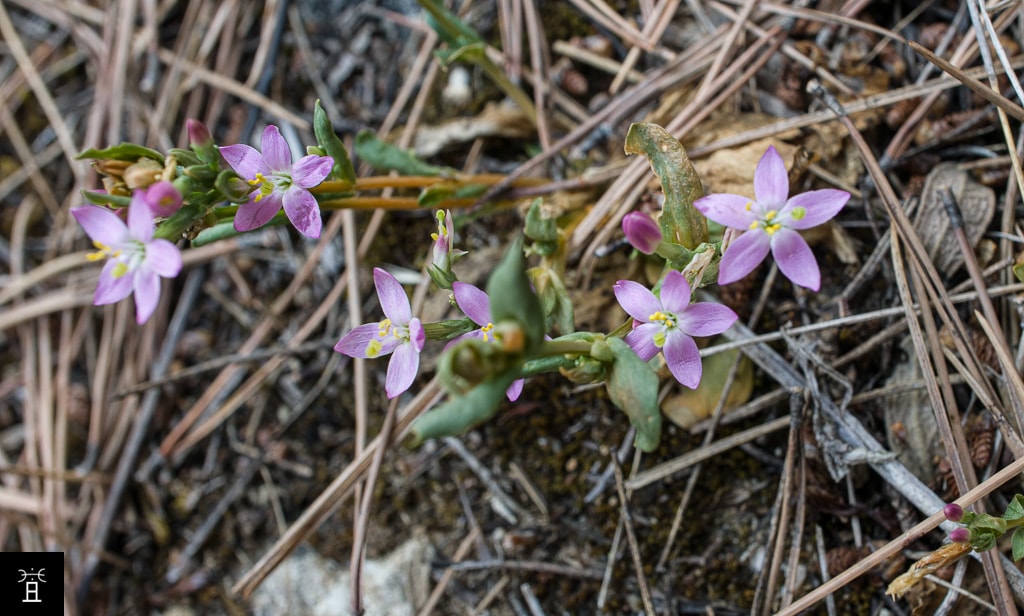 Centaurium tenuiflorum