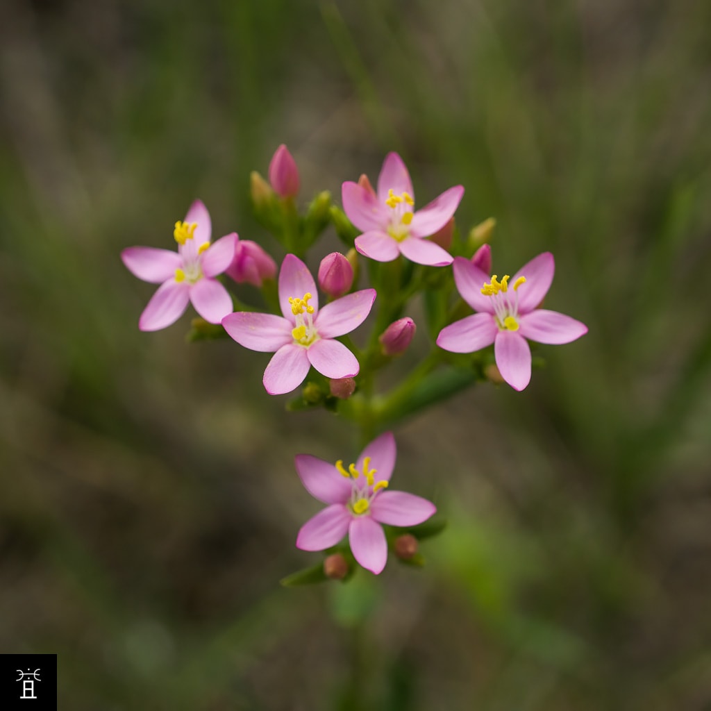 Centaurium erythraea | Mai