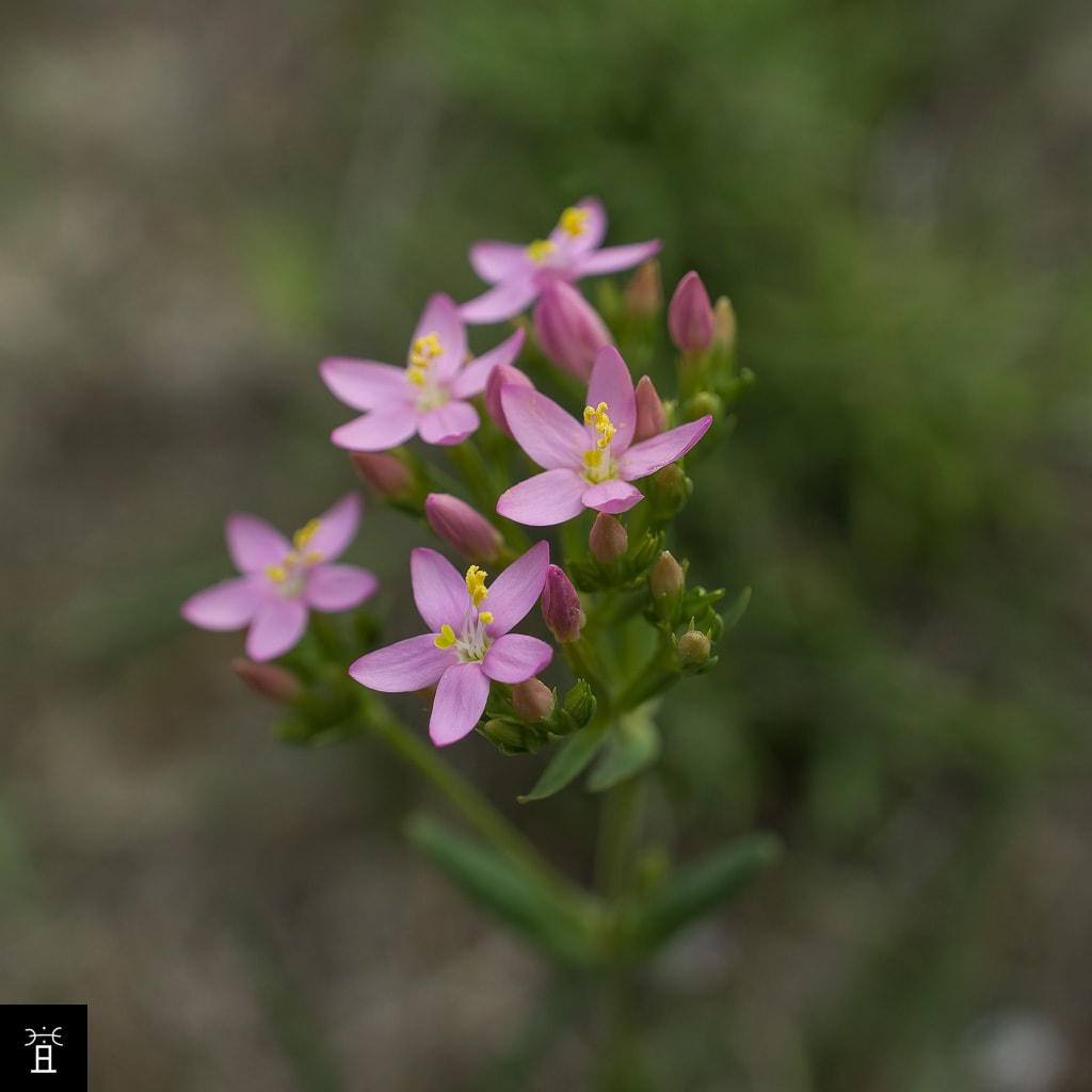 Centaurium erythraea | Mai