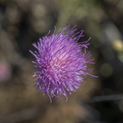 Centaurée fausse chicorée