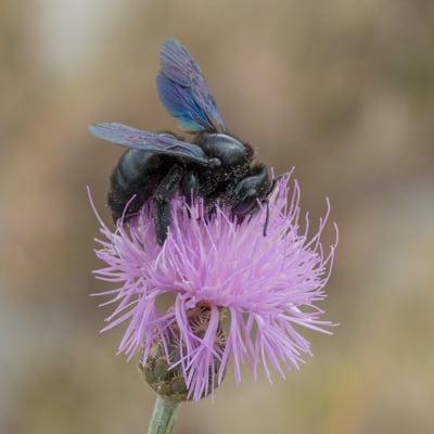 Centaurée fausse chicorée