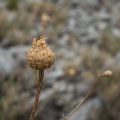 Centaurée fausse chicorée