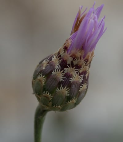 Centaurée fausse chicorée