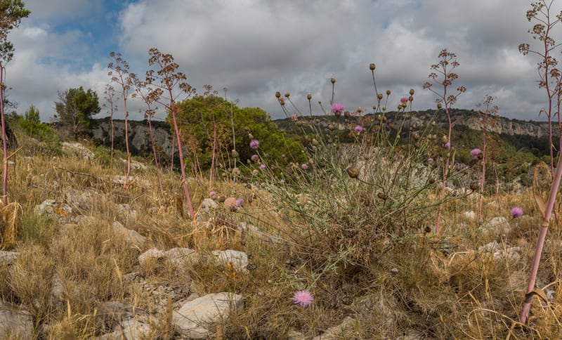 Paysage de Centaurée fausse chicorée