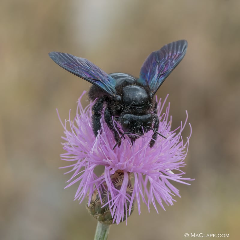 Abeille charpentière (Xylocope) & centaurée fausse chicorée