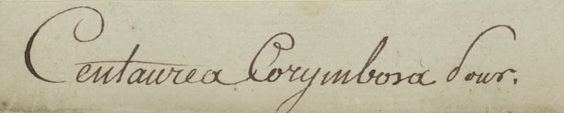 <b>Herbier de l'Abbé Pourret</b> | Inscription de la Centaurea Corymbosa  de la main de l'Abbé Pourret <i> © MNHN</i><br>
		</div>