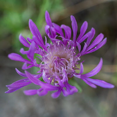 Centaurée jacée (Août)