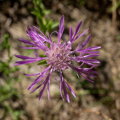 Centaurée jacée (Août)