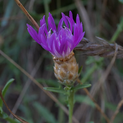 Centaurée jacée (Août)