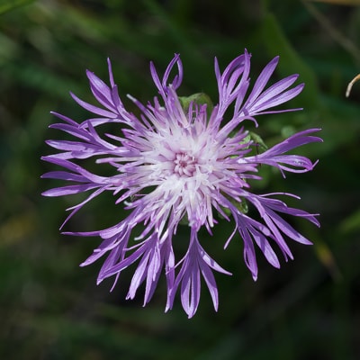 Centaurée jacée (Juillet)