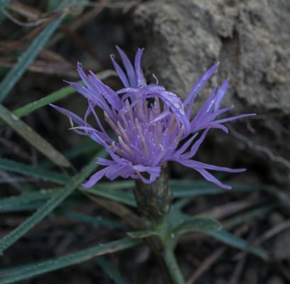 Centaurée jacée (Novembre)
