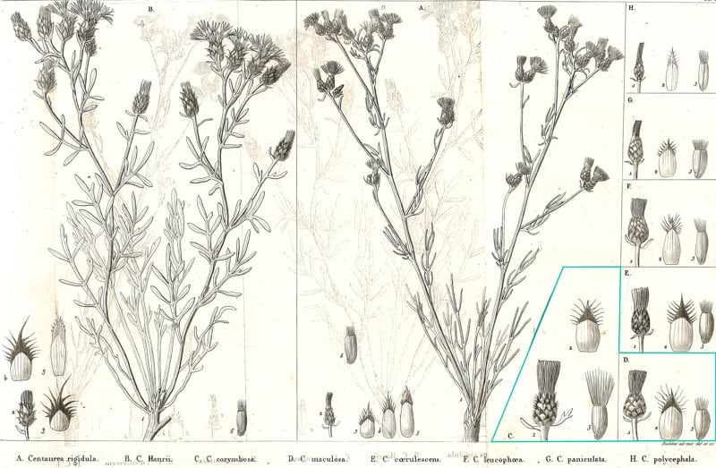	<b>Comparaison des Centaurées</b>, 1847 | <i>Observations sur plusieurs plantes nouvelles rares ou critiques de la France. Cinquième fragment. Alexis Jordan © Real Jardín Botánico</i> 