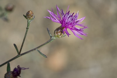 Centaurée à panicule (Juillet)