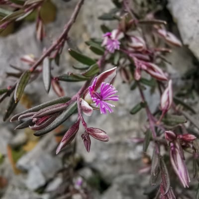 Polygala