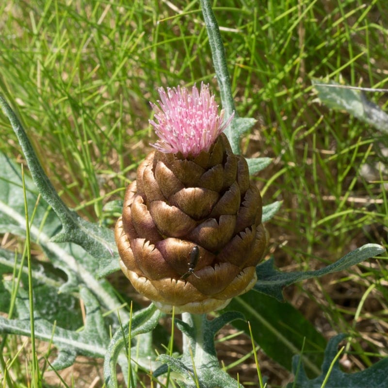 Leuzée conifère