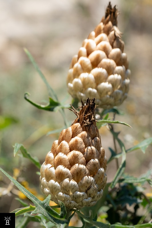 Centaurée pomme de pin | Rhaponticum coniferum, Juin