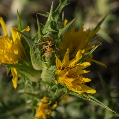 Chardon d'Espagne'