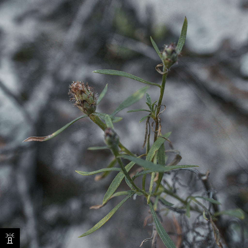 Centaurée Février 2026 Station #1