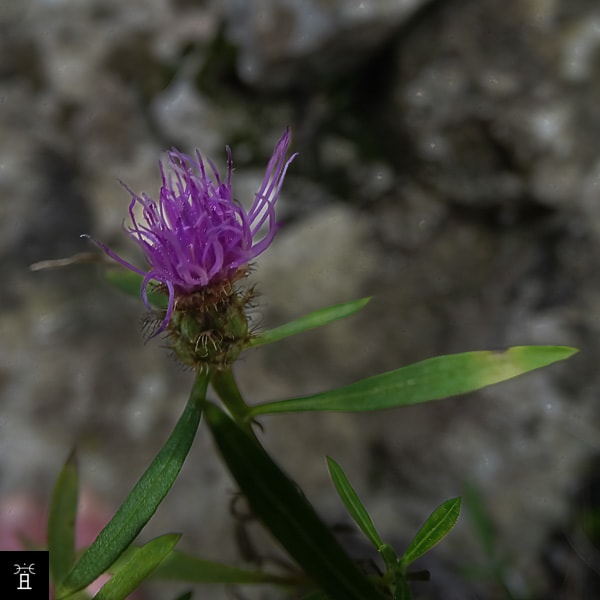 Centaur&eacute;e Mars 2026 Station #1